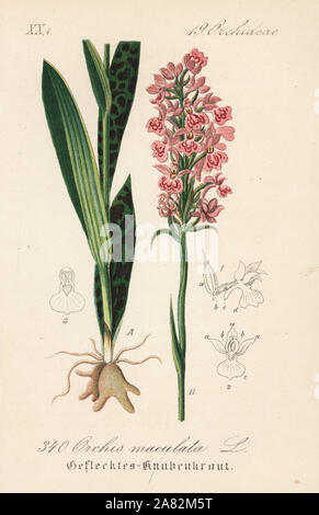 Heide - getupft Orchidee oder Moorland gefleckte Knabenkraut, Dactylorhiza maculata (Orchis maculata). Papierkörbe Lithographie von Diederich von Schlechtendal der Deutschen Flora (Flora von Deutschland), Jena, 1871. Stockfoto