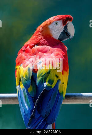 Ein bunter Papagei sitzt auf einem Holzstab gegen einen gemalten Hintergrund Stockfoto