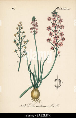 Prospero autumnale (Scilla autumnalis). Papierkörbe Lithographie von Diederich von Schlechtendal der Deutschen Flora (Flora von Deutschland), Jena, 1871. Stockfoto