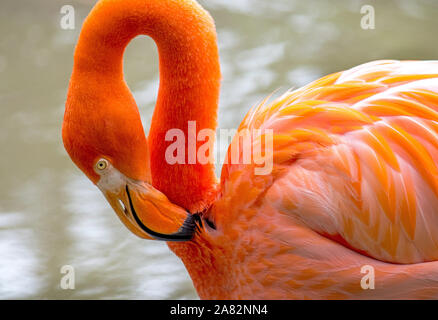 In der Nähe eines schönen Korallen Flamingo Stockfoto