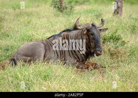 Afrikanische gnus Festlegung auf dem Gras Stockfoto