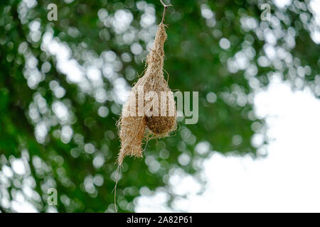 Weaver Bird's Nest in den Krüger National Park, Südafrika Stockfoto