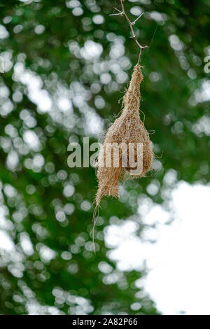 Weaver Bird's Nest in den Krüger National Park, Südafrika Stockfoto