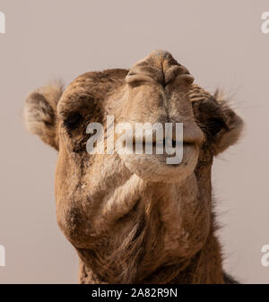 Die Kamele und die Wüste gehen Hand in Hand. Die mächtige Wüste Sahara ist, wo Sie viele finden Stockfoto