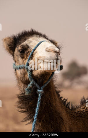 Die Kamele und die Wüste gehen Hand in Hand. Die mächtige Wüste Sahara ist, wo Sie viele finden Stockfoto