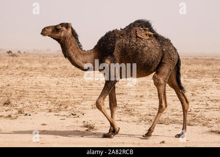 Die Kamele und die Wüste gehen Hand in Hand. Die mächtige Wüste Sahara ist, wo Sie viele finden Stockfoto