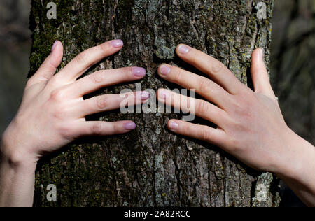 In der Nähe von Frau Hände ein Baum im Wald. Baum umarmen. Zurück zur Natur Konzept. Touch und Liebe die Natur. Stockfoto