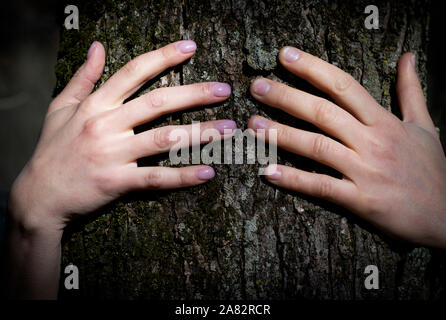 In der Nähe von Frau Hände ein Baum im Wald. Baum umarmen. Zurück zur Natur Konzept. Touch und Liebe die Natur. Stockfoto