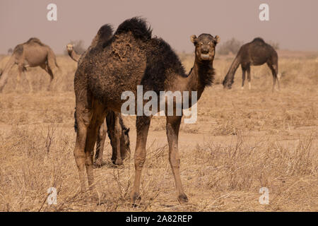 Die Kamele und die Wüste gehen Hand in Hand. Die mächtige Wüste Sahara ist, wo Sie viele finden Stockfoto