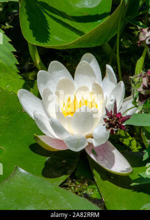 Zarte weiße Seerose in voller Blüte auf einem Michigan USA Teich Stockfoto