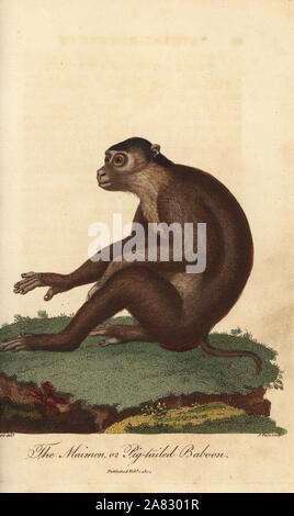 Südliche Schwein-tailed macaque, Macaca nemestrina, verwundbar. Maimon, oder Schwein-tailed Pavian. Papierkörbe Kupferstich von John Pass nach einer Illustration von Jean-Baptiste Audebert von Ebenezer vielleicht Universal's System der Natural History, London, 1804. Stockfoto