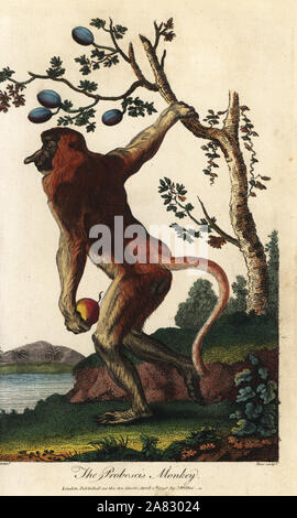 Proboscis monkey, Nasalis larvatus, gefährdete. Papierkörbe Kupferstich von John Pass nach einer Illustration von Johann Jakob Ihle von Ebenezer vielleicht Universal's System der Natural History, London, 1796. Stockfoto