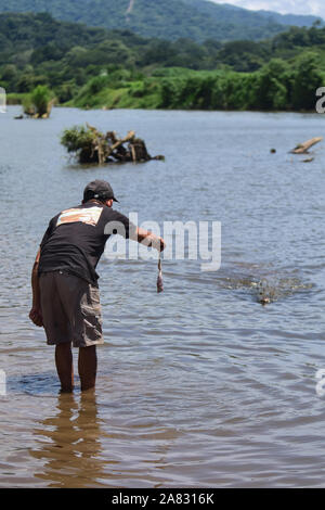 Hand feeds Spitzkrokodil (Crocodylus acutus) in Tarcoles Fluss, Costa Rica Stockfoto