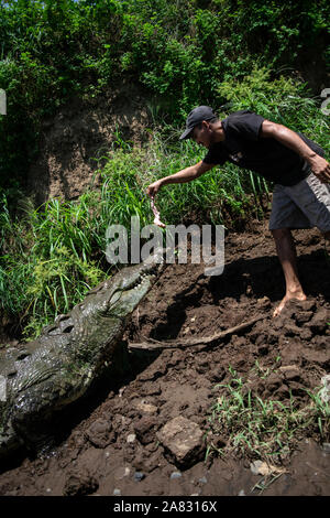 Hand feeds Spitzkrokodil (Crocodylus acutus) in Tarcoles Fluss, Costa Rica Stockfoto