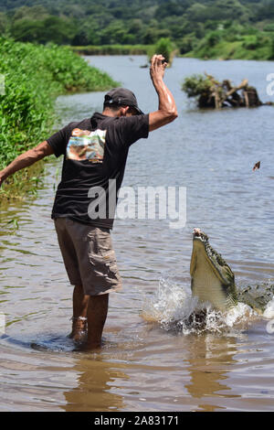 Hand feeds Spitzkrokodil (Crocodylus acutus) in Tarcoles Fluss, Costa Rica Stockfoto