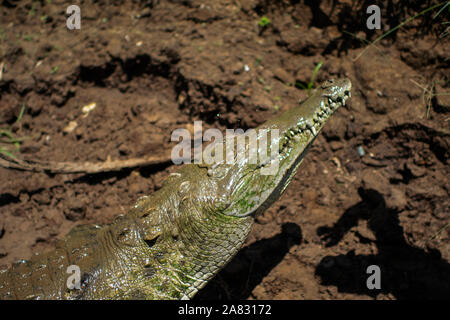 Hand feeds Spitzkrokodil (Crocodylus acutus) in Tarcoles Fluss, Costa Rica Stockfoto