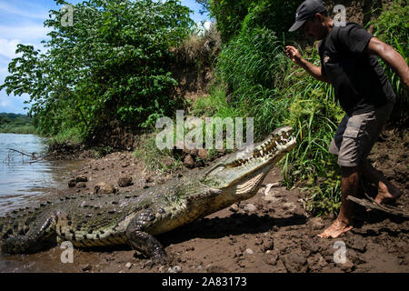 Hand feeds Spitzkrokodil (Crocodylus acutus) in Tarcoles Fluss, Costa Rica Stockfoto