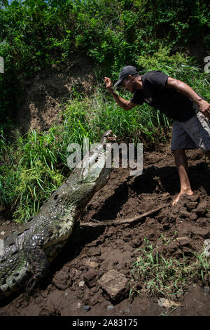 Hand feeds Spitzkrokodil (Crocodylus acutus) in Tarcoles Fluss, Costa Rica Stockfoto