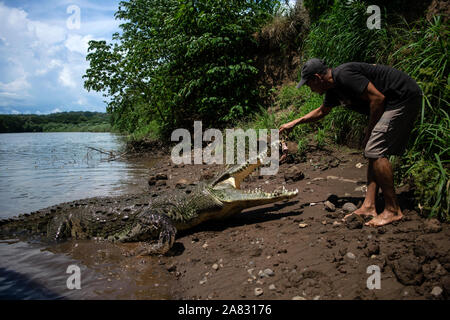 Hand feeds Spitzkrokodil (Crocodylus acutus) in Tarcoles Fluss, Costa Rica Stockfoto