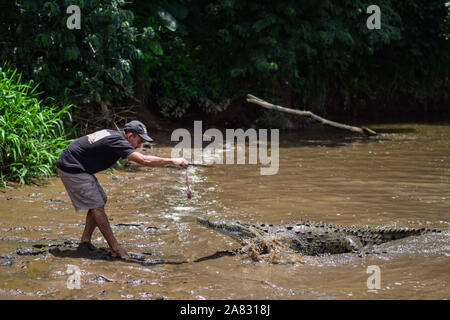 Hand feeds Spitzkrokodil (Crocodylus acutus) in Tarcoles Fluss, Costa Rica Stockfoto