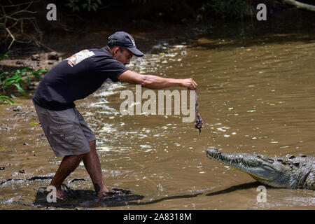 Hand feeds Spitzkrokodil (Crocodylus acutus) in Tarcoles Fluss, Costa Rica Stockfoto