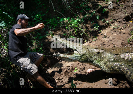 Hand feeds Spitzkrokodil (Crocodylus acutus) in Tarcoles Fluss, Costa Rica Stockfoto