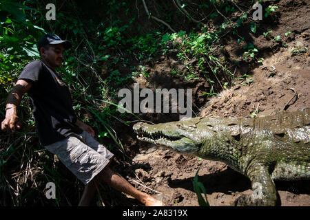 Hand feeds Spitzkrokodil (Crocodylus acutus) in Tarcoles Fluss, Costa Rica Stockfoto