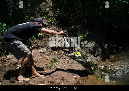 Hand feeds Spitzkrokodil (Crocodylus acutus) in Tarcoles Fluss, Costa Rica Stockfoto