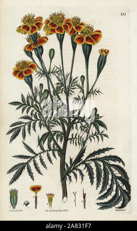 Mexikanische Ringelblume, Tagetes erecta (Corymbus kleinblütige Tagetes, Sammetblume Corymbosa). Papierkörbe Kupferstich von Weddell nach einem botanischen Abbildung von Edward Dalton Smith von Robert Sweet der Britischen Blumengarten, Ridgeway, London, 1826. Stockfoto