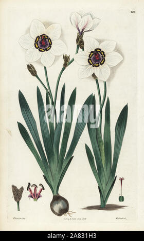 Harlekin Blume, Sparaxis elegans (Elegante streptanthera, Streptanthera elegans). Papierkörbe Kupferstich von Weddell nach einem botanischen Abbildung von Edward Dalton Smith von Robert Sweet der Britischen Blumengarten, Ridgeway, London, 1827. Stockfoto