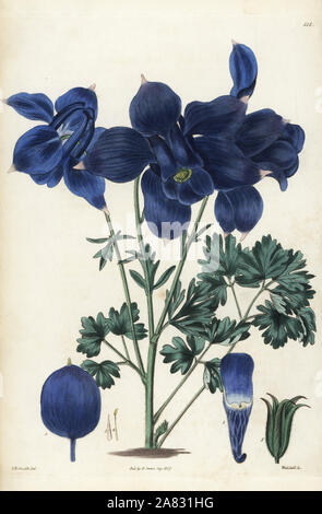 Alpine Akelei, Aquilegia Alpina. Papierkörbe Kupferstich von Weddell nach einem botanischen Abbildung von Edward Dalton Smith von Robert Sweet der Britischen Blumengarten, Ridgeway, London, 1827. Stockfoto