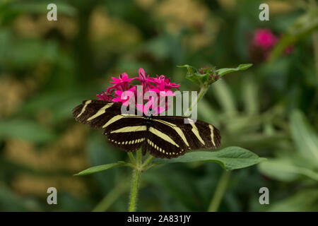 Zebra Longwing oder Zebra Heliconia Schmetterling, Heliconius charitonia, Fütterung auf eine Blume in der Nähe von Panajachel, Guatemala Stockfoto