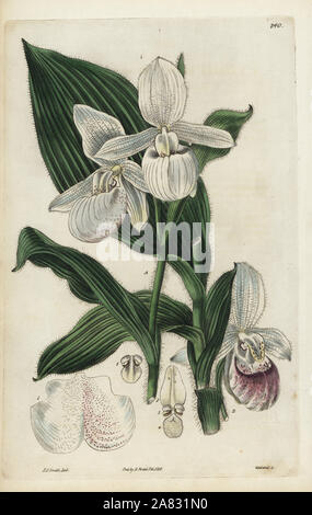 Die auffälligen Lady Slipper orchid, Cypripedium reginae (Cypripedium spectabile). Papierkörbe Kupferstich von Weddell nach einem botanischen Abbildung von Edward Dalton Smith von Robert Sweet der Britischen Blumengarten, Ridgeway, London, 1828. Stockfoto
