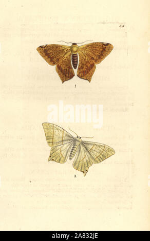 Poliert, ourapteryx Ourapteryx politata 1 und schlucken - Moth tailed Ourapteryx sambucaria, 2. Papierkörbe Kupferstich erstellt und von Richard Polydore Nodder von William Elford Leach's Zoologischen Miscellany, McMillan, London, 1814 eingraviert. Stockfoto