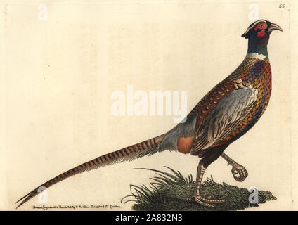 Gemeinsame ring-necked Fasan Phasianus colchicus Torquatus (Ring Fasan Phasianus torquatus. Papierkörbe Kupferstich gezeichnet und gestochen von Richard Polydore Nodder von William Elford Leach's Zoologischen Miscellany, McMillan, London, 1815. Stockfoto