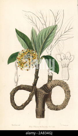 Orientalische paperbush oder Mitsumata, Edgeworthia tomentosa (Golden edgworthia, Edgworthia Chrysantha). Papierkörbe Kupferstich von George Barclay nach einer Abbildung von Miss Sarah Drake von Edwards' Botanische Registrieren, von John Lindley, London, Ridgeway, 1847 bearbeitet werden. Stockfoto