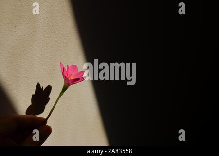 Closeup Pollen von schönen einzelnen Gras Blume Holding in Hand unter Sonnenlicht, selektiven Fokus Stockfoto