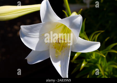 Herrliche Lilium Candidum oder Madonna Lily eine Pflanzenart aus der Gattung Lilium, einer der wahren Lilien blühen im späten Frühjahr ist eine dekorative Gartenpflanze. Stockfoto
