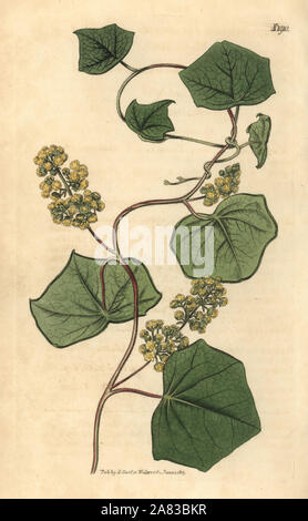 Kanadier, Menispermum canadense moonseed. Papierkörbe botanischen Gravur von John Sims Curtis's Botanical Magazine, Couchman, London, 1816. Stockfoto