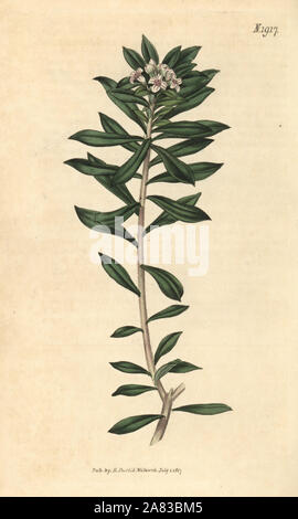 Kretische daphne Daphne oleoides. Papierkörbe botanischen Gravur von John Sims Curtis's Botanical Magazine, Couchman, London, 1817. Stockfoto