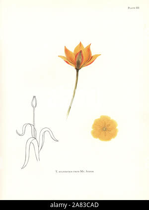 Wild tulip, Tulipa sylvestris, vom Mount Athos, Griechenland. Siebdruck Botanische Illustration von Elsie Katherine Deiche von William R. Deiche "Erläuterungen zur Tulip Arten, Herbert Jenkins Ltd., London, 1930. Stockfoto