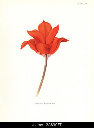 Form der Maculate Tulpen, Tulipa greigii. Siebdruck Botanische Illustration von Elsie Katherine Deiche von William R. Deiche "Erläuterungen zur Tulip Arten, Herbert Jenkins Ltd., London, 1930. Stockfoto