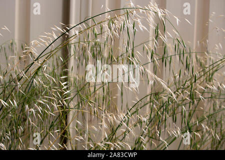 Getrocknet und grünen Avena fatua Wild Oats wachsen im Frühjahr und Sommer gegen eine Creme metall Zaun ist eine Weide Unkraut die Samen reif Blasen entfernt. Stockfoto