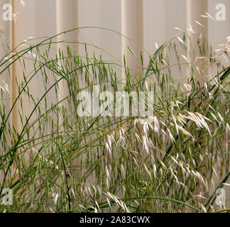 Getrocknet und grünen Avena fatua Wild Oats wachsen im Frühjahr und Sommer gegen eine Creme metall Zaun ist eine Weide Unkraut die Samen reif Blasen entfernt. Stockfoto