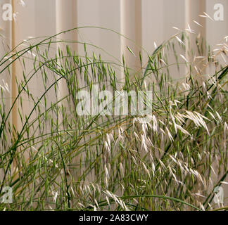 Getrocknet und grünen Avena fatua Wild Oats wachsen im Frühjahr und Sommer gegen eine Creme metall Zaun ist eine Weide Unkraut die Samen reif Blasen entfernt. Stockfoto