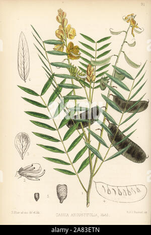 Alexandrinische Senna Senna alexandrina (Arabische senna oder tinnivelly Senna, Cassia angustifolia). Papierkörbe Lithographie von Hanhart nach einem botanischen Abbildung von David Blair von Robert Bentley und Henry Trimen von Heilpflanzen, London, 1880. Stockfoto