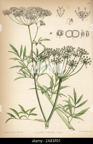 Cowbane oder nördlichen Wasser Schierling, Cicuta virosa. Papierkörbe Lithographie von Hanhart nach einem botanischen Abbildung von David Blair von Robert Bentley und Henry Trimen von Heilpflanzen, London, 1880. Stockfoto