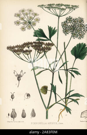 Anis oder Anis Pimpinella anisum. Papierkörbe Lithographie von Hanhart nach einem botanischen Abbildung von David Blair von Robert Bentley und Henry Trimen von Heilpflanzen, London, 1880. Stockfoto