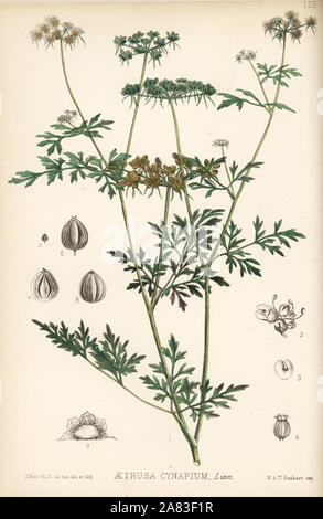 Fool's Petersilie, Fool's Cicely, oder Gift Petersilie, Aethusa cynapium. Papierkörbe Lithographie von Hanhart nach einem botanischen Abbildung von David Blair von Robert Bentley und Henry Trimen von Heilpflanzen, London, 1880. Stockfoto