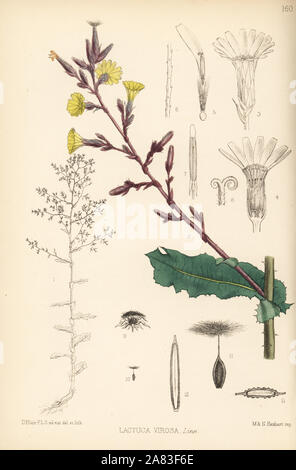 Wild lettuce, Lactuca virosa. Papierkörbe Lithographie von Hanhart nach einem botanischen Abbildung von David Blair von Robert Bentley und Henry Trimen von Heilpflanzen, London, 1880. Stockfoto